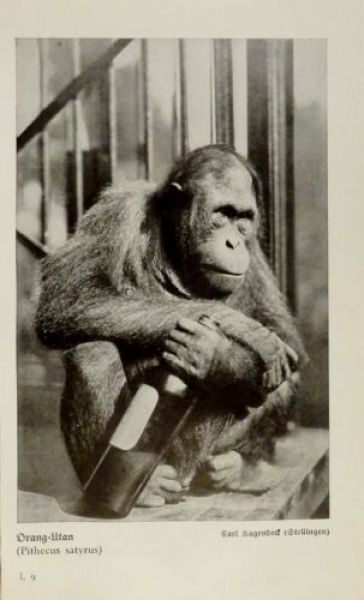 1926 - Orang-Utan - alter Druck